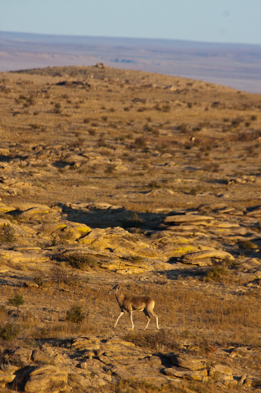 Argali